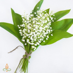 Maikelluke, aroomi&otilde;li - 50 ml