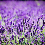 Lavendel, eeterlik &otilde;li - 1 L