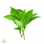 Teepuu, eeterlik &otilde;li - 250 ml