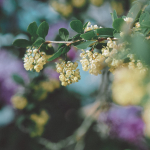 Lit&scaron;i, eeterlik &otilde;li - 10 ml