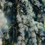 Seedripuu, eeterlik &otilde;li - 250 ml