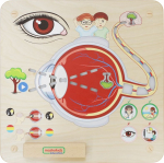 Masterkidz Tablica Edukacyjna Zmysł Wzroku | 6955920015808 | 6955920015808