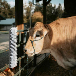 Loomade harjad must ja valge 50 x 10 x 6.5 cm plastik ja teras