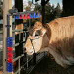 Loomade harjad muu punane ja sinine 84 x 10 x 91 cm