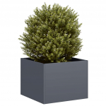 Taimekast antratsiithall 40x40x30 cm, teras