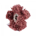 Vildist lihvrull PFERD PNST 25-2 A80 Coarse