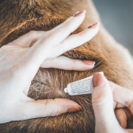 Vetocanis looduslikud putukate t&otilde;rjevahendid tilgad koertele (2-10 kg) 2x2ml