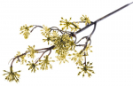 Dekoratiivne oks Sedum, kuldne, 14/30 cm, 3 tk.
