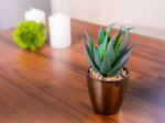 Succulent MagicHome S15643, 17 cm, pott - plastik, kuldne, kunst