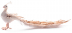 J&otilde;ulukuju MagicHome, Peacock, kuldne, 34x12x15 cm