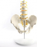 Life Size Adult Vertebrae Lumbalis ja vaagna luu mudel Femur Inimese luumagna mees vaagna anatoomia skelett selgroo n&auml;rvid