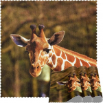 Quadratische Tischsets f&uuml;r Esstisch Set Giraffe im Zoo Wildtier