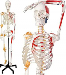 Inimese anatoomiline skeleti mudel koos neuromuskulaarsete algus- ja l&otilde;pp-punktide ning sidemetega, elusuuruses 70 tolli (170 cm) koos rullklambriga ja n&auml;rvis&uuml;steemiga, meditsiinis, koos v&auml;rviliste plakatitega