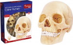 EXPLORA SCIENCES Explura Human Anatomy 546086 &mdash; realistic model with 17 parts &mdash; 23 cm &mdash; skull + removable elements + base &mdash; discovery set &mdash; from 8 years old