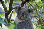 Stoff-Tischsets, waschbare Tischsets f&uuml;r Esstisch, 6er-Set,Tierischer Koala auf Baum