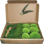Hello Moss k&auml;sit&ouml;&ouml;ks, komplekt, mis koosneb 6 palli mossist Island Moss, 1 plaat moss, stabiliseeritud amarant ja Jaapani juur, konserveeritud moss, elav moss, moss pilt DIY komplekt (Keskmine roheline)