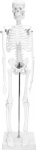 QWORK&reg; Inimese skeleti minimudel, 45 cm, inimese skeleti anatoomiline mudel, paindlik, meditsiinilise &otilde;petamise n&auml;idisvahendiks
