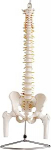 Anatoomia mudel Skelett Skelett Elu-suuruses selgroo koos vaagna selgroo inimkeha Meditsiini mudel Vaagna mudel Skelett mudel Herniated Disc MedMod