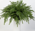Norfolk Pine Stems 18 tolli Real Touch kunstlik m&auml;nni oksad J&otilde;ulud Leaf Picks Tree Filler oksad j&otilde;ulud Vase Filler Wreath Garland Home Decoration (roheline)