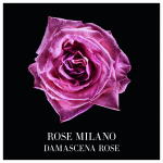 Prive Rose Milano