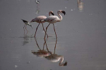 Sony 70-350mm F4.5-6.3 G OSS mocowanie typu E