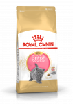 Royal Canin British Shorthair Kitten kuivtoit kassipoegadele, 2 kg