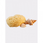 Fina Silk Sea Sponge For Cosmetic or Baby Use Mere k&auml;sn 5 cm