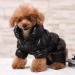 PAW COUTURE Lemmiklooma kombinesoon must, suurus 2XL