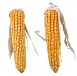 N&auml;rilistele Maize cobs /maisit&otilde;lvik 2tk 250g