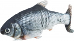 M&auml;nguasi kassidele Wriggle kala, kangas, kassin&otilde;ges, 30 cm