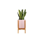 PlantsIO IVY Lilla