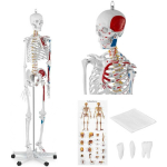 Physa Anatomical human skeleton model 180 cm + Anatomical poster