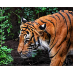 Beldizart King of the Jungle 50*40 WD3035