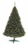 Moutain Fir Tree With Cones<span> - </span>180 cm