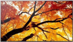 NEC MODEL PN-M552, 55'' M-Series Large Format Display, UHD, 550cd/m2, D-LED backlight, 24/7 proof, SDM Slot, CM-Slot