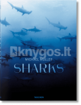 Michael Muller. Sharks