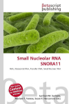 Small Nucleolar RNA SNORA11: RNA, Ribosomal RNA, Transfer RNA, Small Nuclear RNA