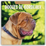 Dogues de Bordeaux - Bordeauxdoggen - Bordeaux Doggen 2027 - 16-Monatskalender: Original Red Robin Publishing Ltd-Kalender [Mehrsprachig] [Kalender]