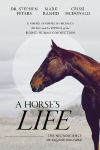 A Horse's Life: The Neuroscience of Equine Welfare