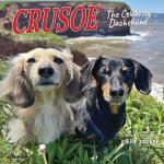 Crusoe the Celebrity Dachshund 2026 7 X 7 Mini Wall Calendar