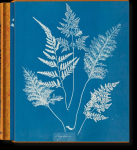 Anna Atkins: Cyanotypes