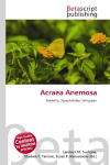Acraea Anemosa: Butterfly, Nymphalidae, Wingspan
