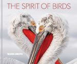 The Spirit of Birds