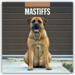 Mastiffs - Mastiff 2027 - 16-Monatskalender: Original Red Robin Publishing Ltd-Kalender [Mehrsprachig] [Kalender]