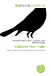 Collared Pratincole: Wader, Pratincole, Insect, Hirundinidae, Bird, Bird migration