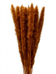 Cooee Design - Dried Flowers Pampas Ginger - Dried Flowers - ONE SIZE