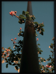 Democratic Gallery - Poster Flowers - Botaanika - 45X60