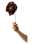 Studio About - Paper Flower, Papaver, Brown - Kuivatatud ja kunstlilled - 12X40CM