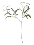 Bloomingville - Eucalyptus Stem - Kuivatatud ja kunstlilled - H101CM