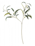 Bloomingville - Eucalyptus Stem - Kuivatatud ja kunstlilled - H101CM